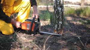 Best Stump Grinding and Removal  in Kasson, MN