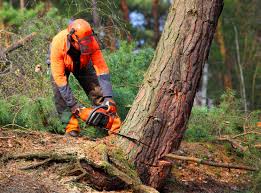 Best Emergency Tree Removal  in Kasson, MN