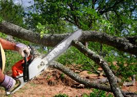 Best Storm Damage Tree Cleanup  in Kasson, MN