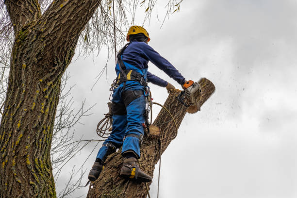 Best Commercial Tree Services  in Kasson, MN