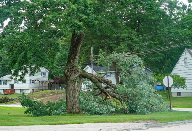 Best Tree Mulching  in Kasson, MN